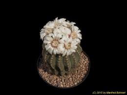 Gymnocalycium bodenbenderianum 166